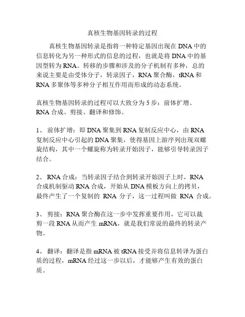真核生物基因转录的过程