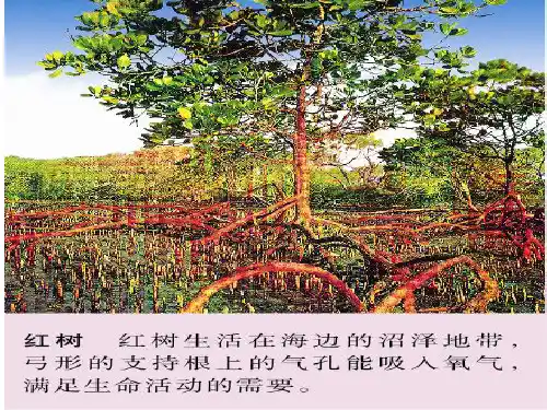 苏教版初中生物七年级上册 3.6.4 植物的呼吸作用 课件(共25张PPT)