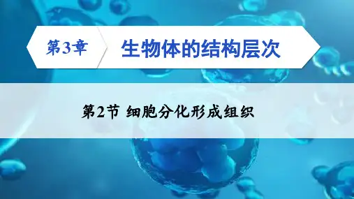 第2单元第3章第2节  细胞分化形成组织(课件)