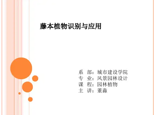 藤本植物识别与应用
