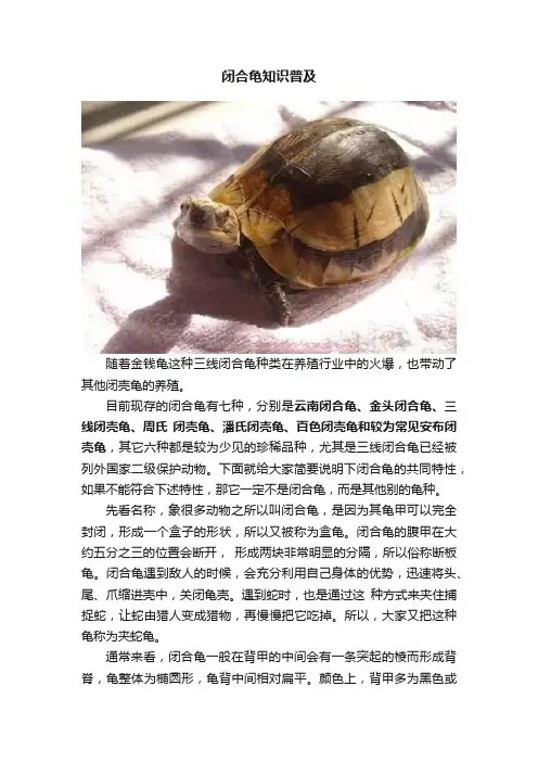 闭合龟知识普及