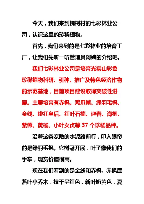 红枫