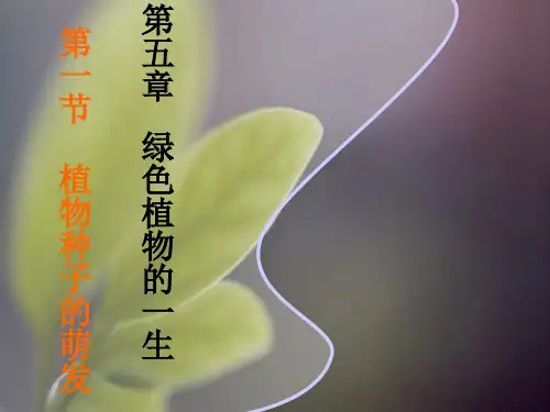 苏教版 2019 七年级上册第五章第一节 植物种子的萌发 课时一 课件(38张PPT)