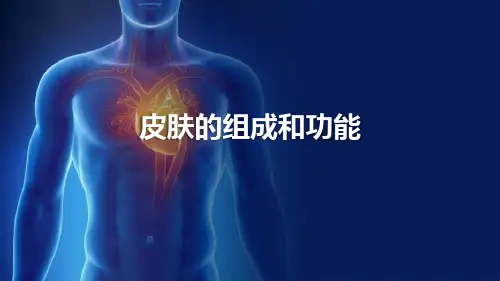 皮肤的组成和功能(组织胚胎学)