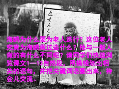 六年级语文上册课件老人与海鸥精华课件
