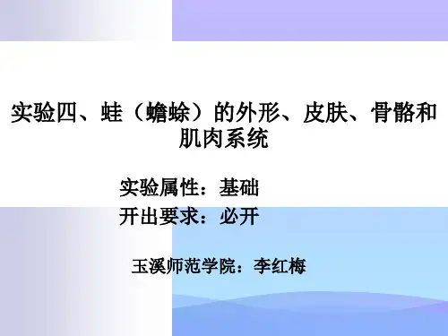实验四、蛙(蟾蜍)的外形、皮肤、骨骼和肌肉系统【优秀文档】PPT