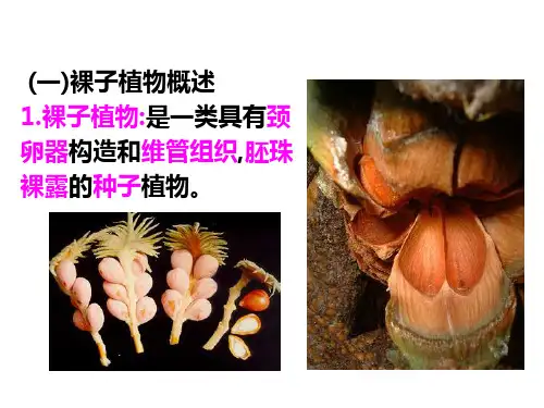 植物学 裸子植物