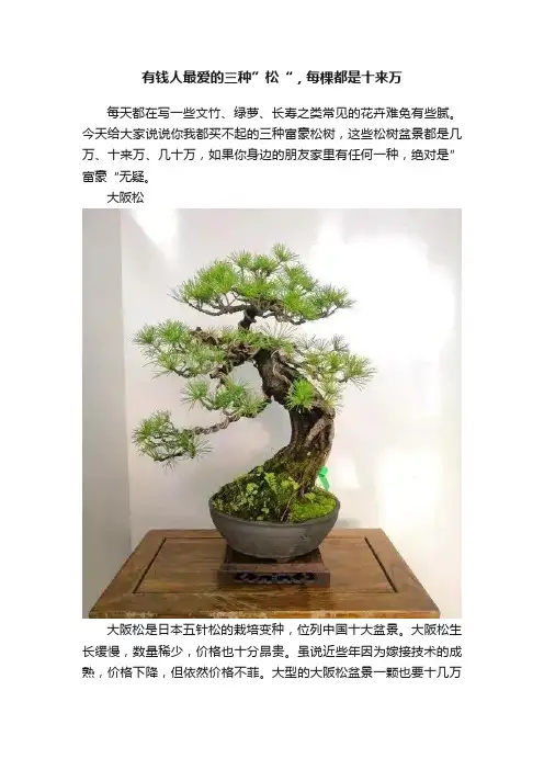 有钱人最爱的三种”松“，每棵都是十来万