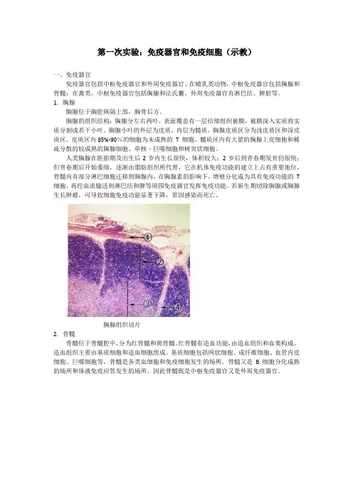 医学免疫学实验：免疫器官和免疫细胞
