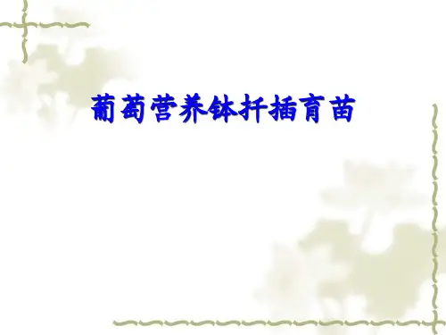 葡萄营养钵扦插育苗