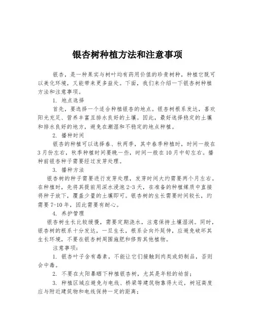银杏树种植方法和注意事项