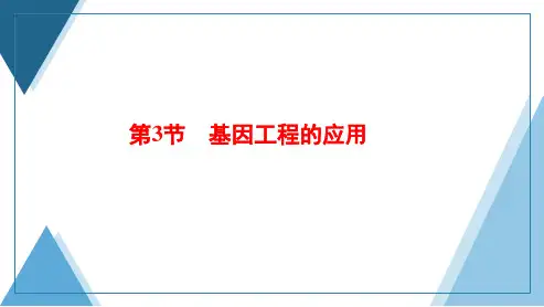 高中生物新人教版选择性必修3基因工程的应用课件(41张)(湖南辽宁山东)