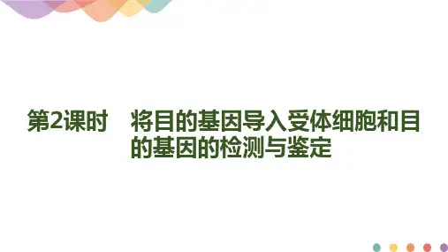 (新教材)高中生物选修3精品课件：3-2-2-将目的基因导入受体细胞和目的基因的检测与鉴定人教版