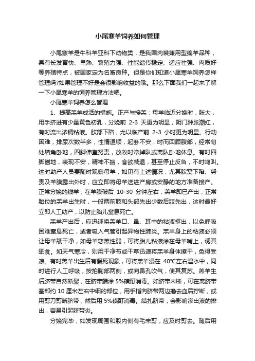 小尾寒羊饲养如何管理