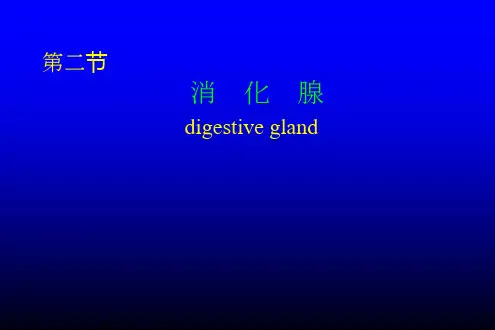 10.消化腺