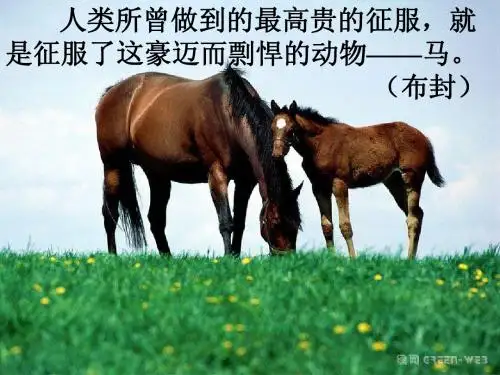 综合性学习        马的世界