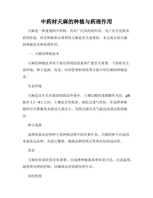 中药材天麻的种植与药理作用