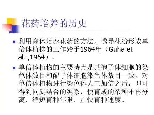 花药培养
