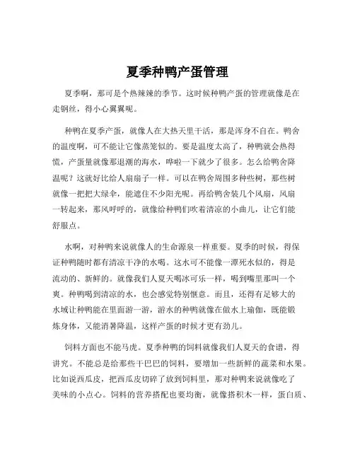 夏季种鸭产蛋管理