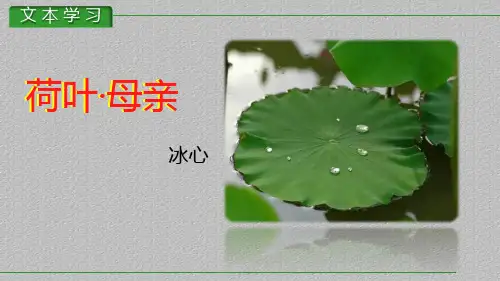 人教部编版七年级语文上册7《散文诗二首》之《荷叶 母亲》课件(共16张PPT)最新课件PPT