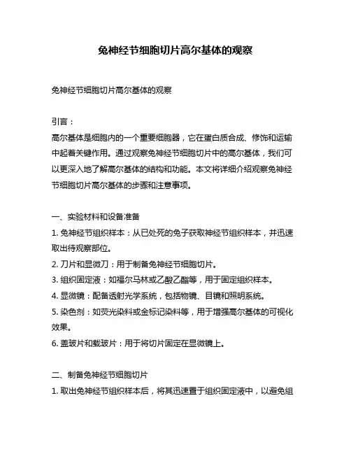 兔神经节细胞切片高尔基体的观察