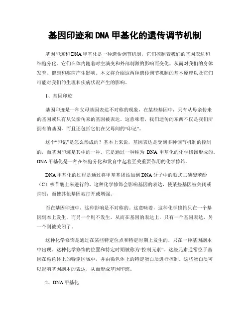 基因印迹和DNA甲基化的遗传调节机制