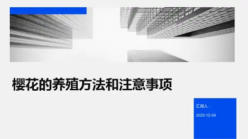 樱花的养殖方法和注意事项