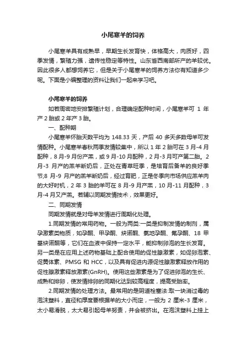 小尾寒羊的饲养