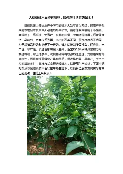 大樱桃砧木品种有哪些，如何选择适宜的砧木？