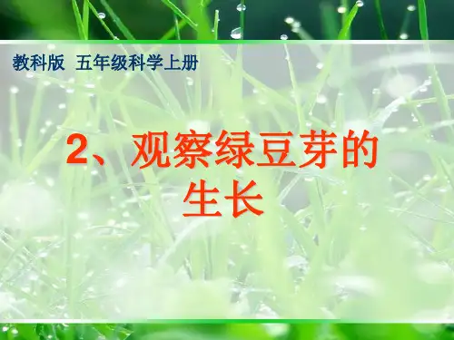 五年级上册公开课-观察绿豆芽的生长 教科版课件下载