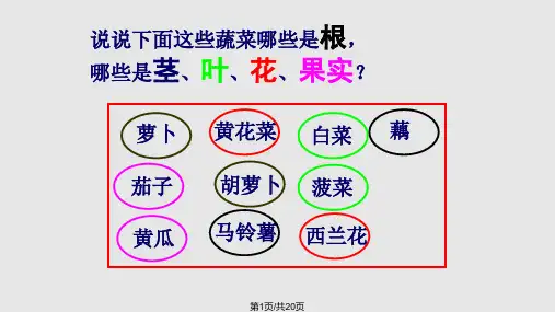 藻类植物课件PPT课件