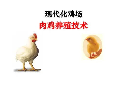 现代化鸡场肉鸡养殖技术--- 潍坊资料