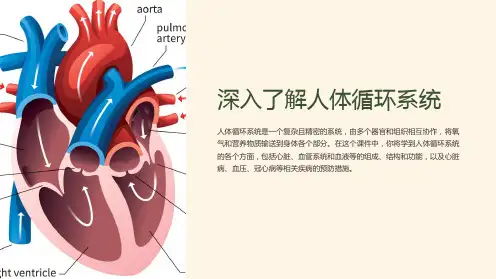 人体循环系统课件详细解析