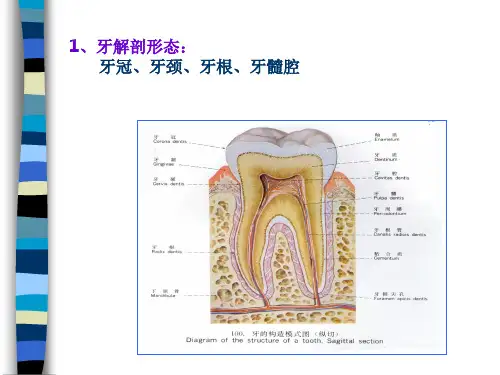 口腔颌面部解剖生理