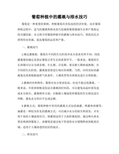 葡萄种植中的灌溉与排水技巧