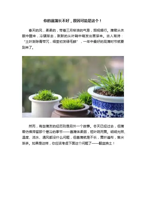 你的菖蒲长不好，原因可能是这个！