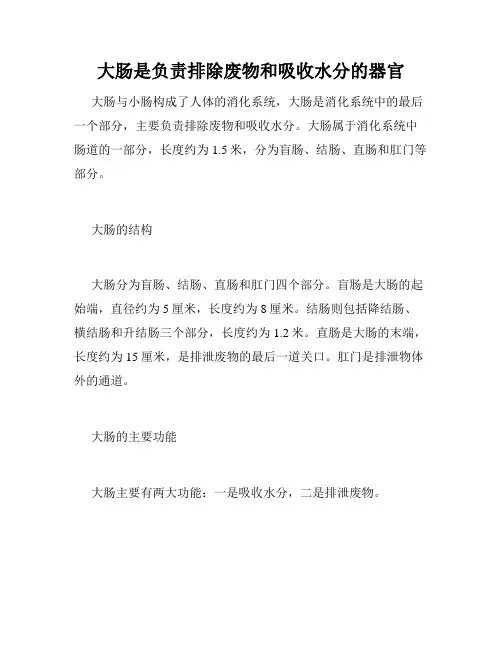 大肠是负责排除废物和吸收水分的器官