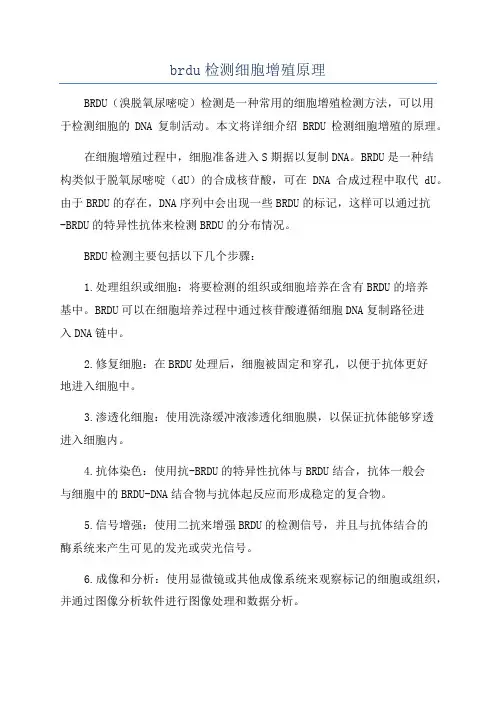 brdu检测细胞增殖原理
