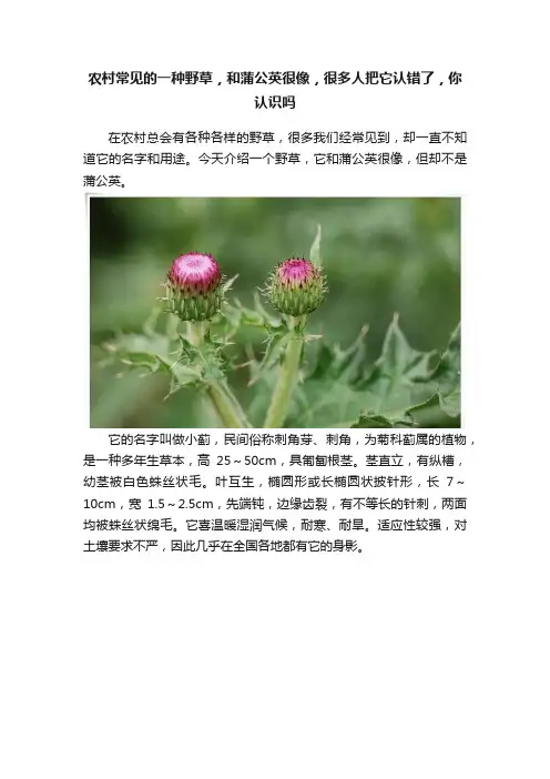 农村常见的一种野草，和蒲公英很像，很多人把它认错了，你认识吗