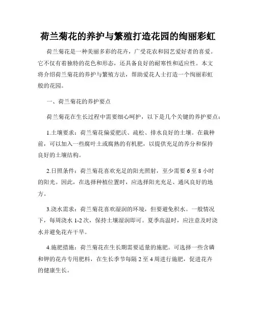 荷兰菊花的养护与繁殖打造花园的绚丽彩虹