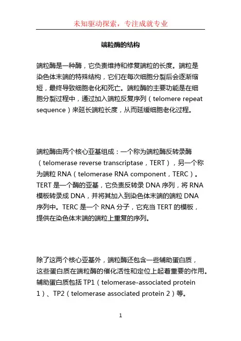 端粒酶的结构