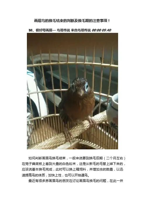 画眉鸟的换毛结束的判断及换毛期的注意事项！