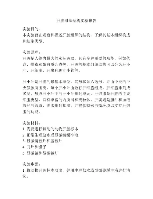 肝脏组织结构实验报告