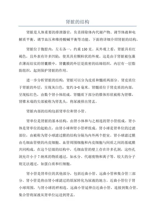 肾脏的结构