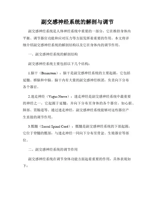 副交感神经系统的解剖与调节