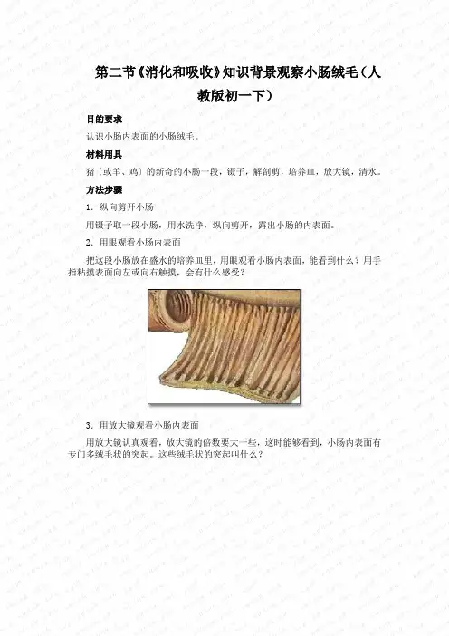 第二节《消化和吸收》知识背景观察小肠绒毛(人教版初一下)