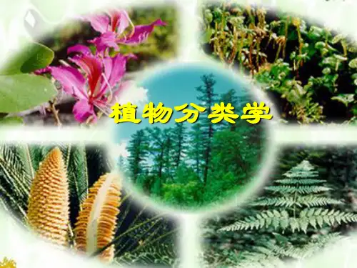 植物分类的基础知识图文