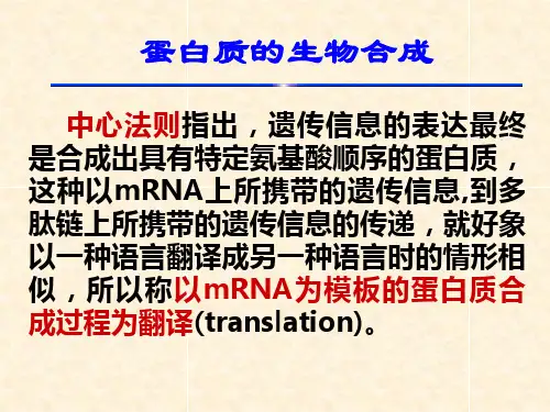 蛋白质的生物合成PPT课件