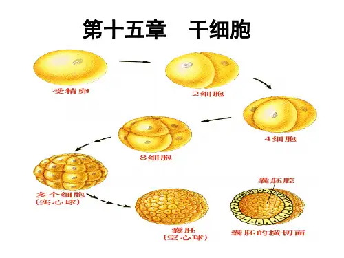 细胞生物学 第十五章  干细胞