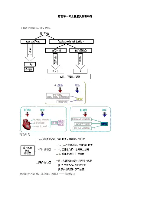药理学—肾上腺素受体激动剂